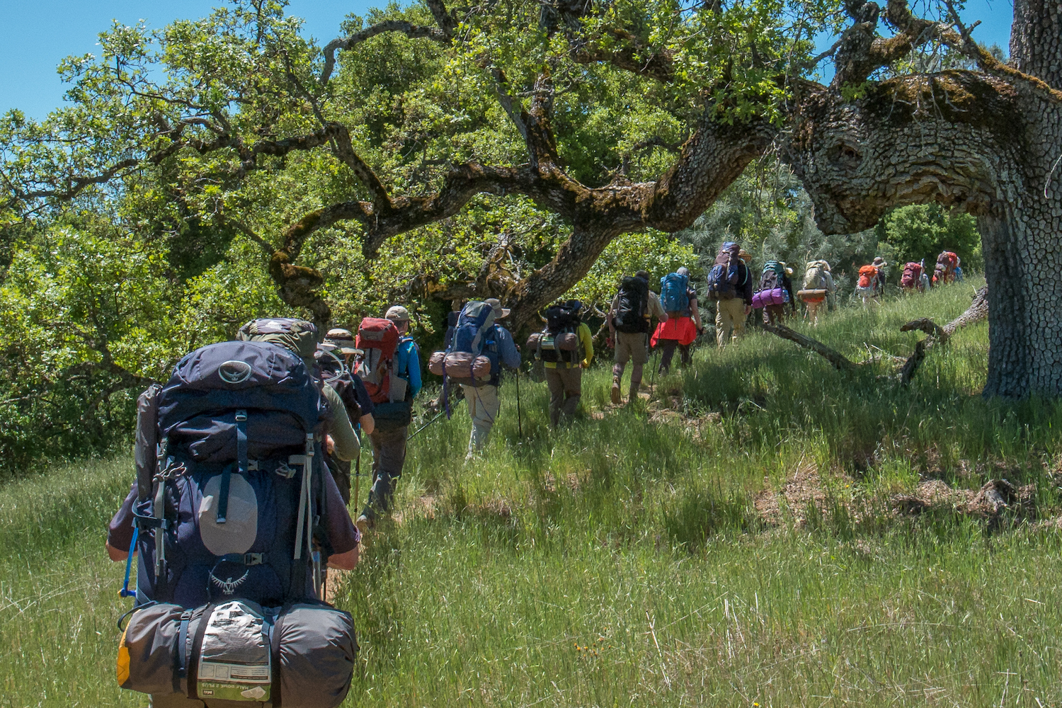 San Diego Local Hiking Group the Sierra Club hiking up a green hillside
