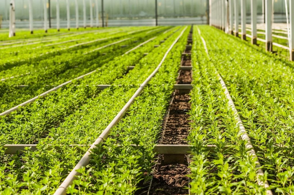 Rows of plants in a greenhouse at Terra Bella Nurery