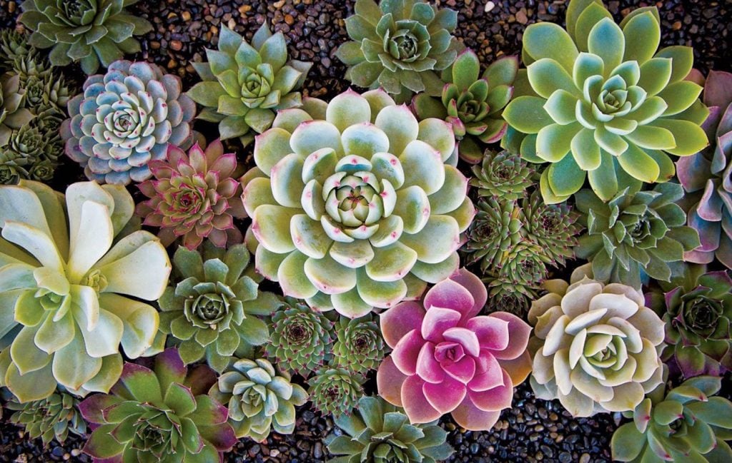 An assortment of succulents at Walter Anderson's plant shop
