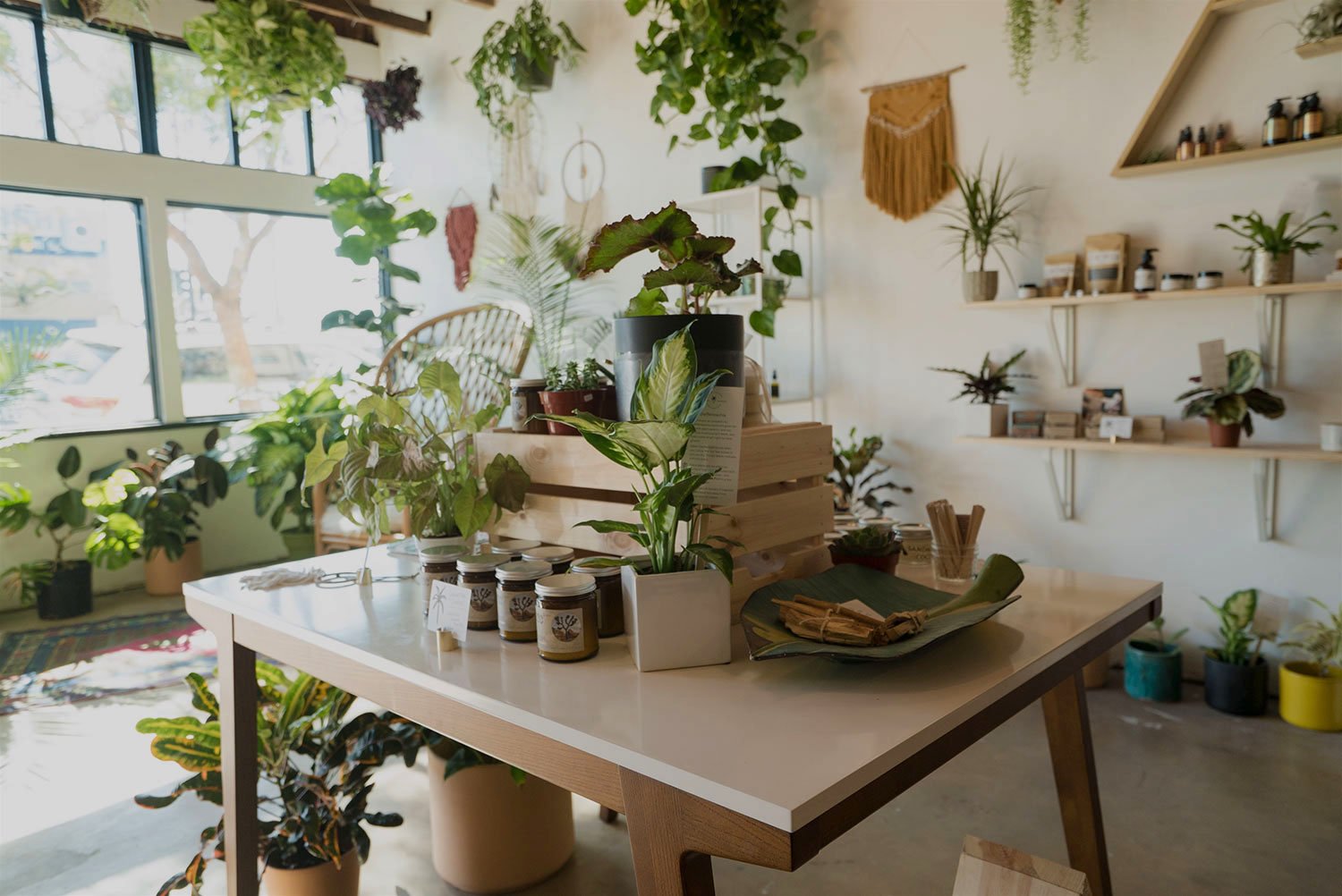 Interior of Wild Island Collective plant store in Normal Heights, San Diego