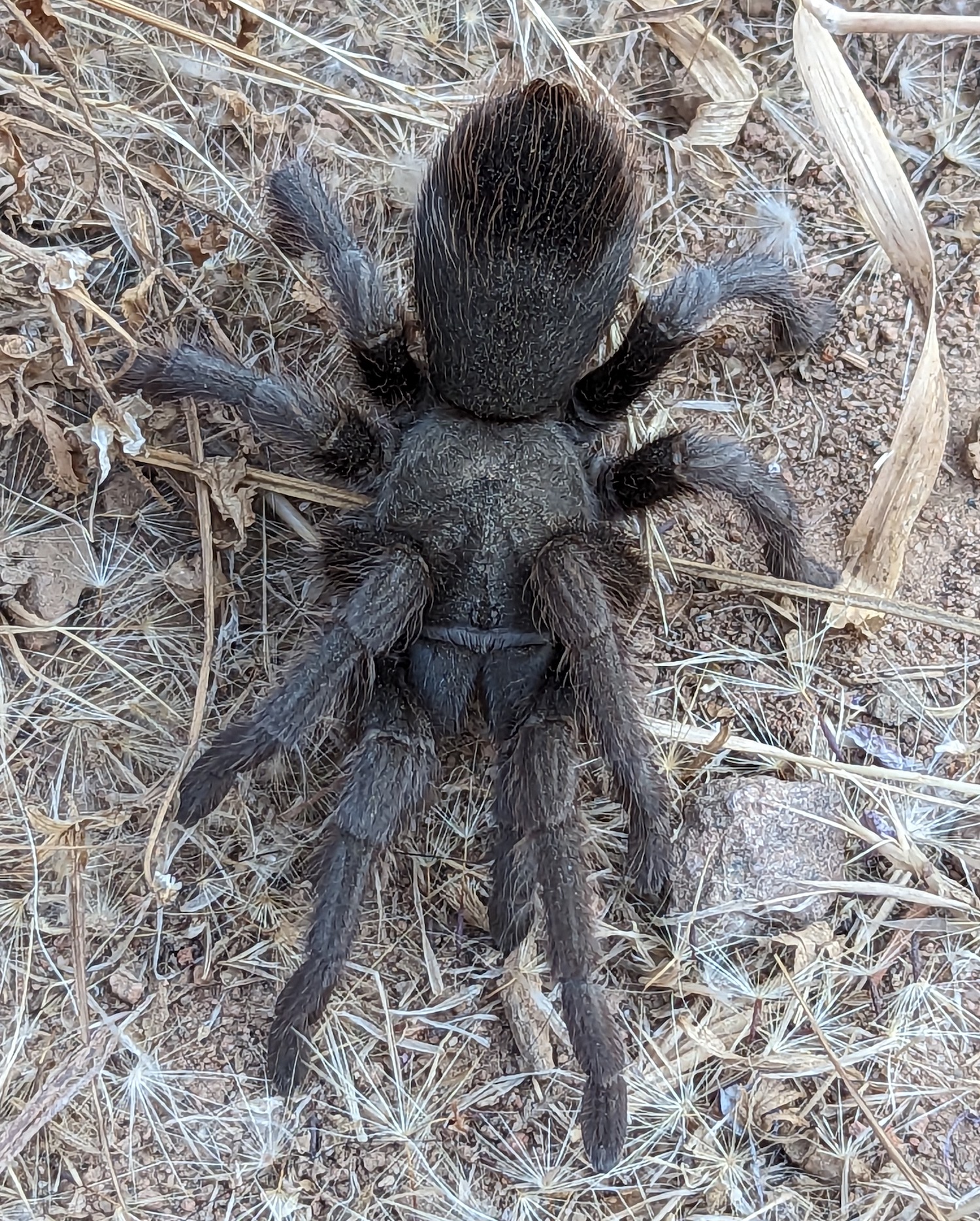 Exploring San Diego Tarantulas With The Spider Society