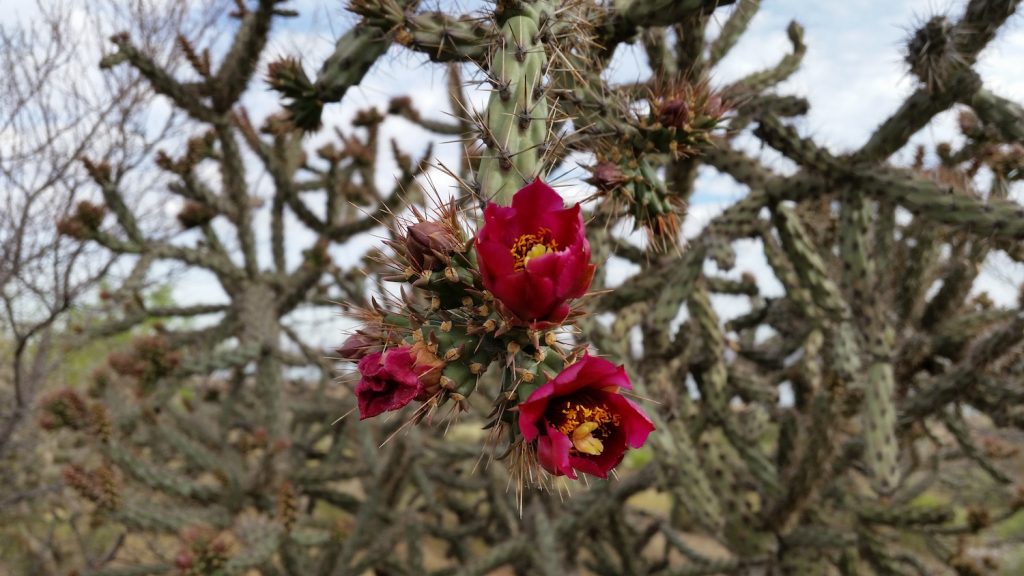 Cholla buds in bloom at San Xavier Co-op Farm on the Tohono O’odham Nation.