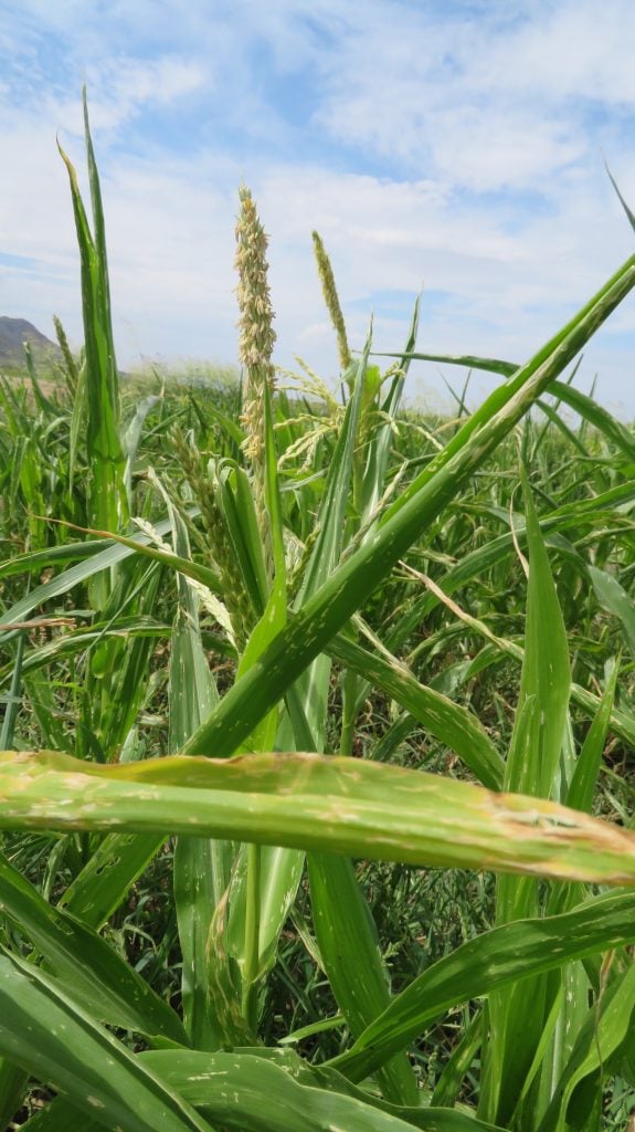 Corn field at San Xavier Co-op Farm