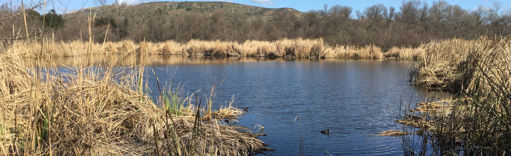 Ducks in Kumeyaay Lake at Mission Trails Regional Park, one of California's best hikes according to experts