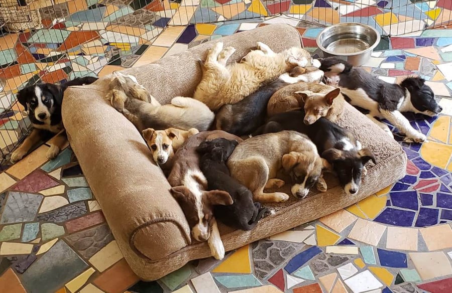 A dog bed full of rescued dogs from charity Baja Animal Sanctuary