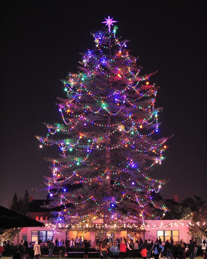 Lighting of the Norfolk pine christmas tree at Liberty Station in San Diego