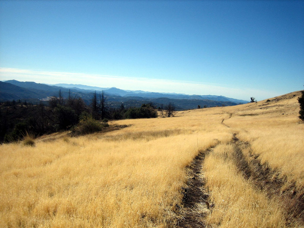 Fields of brush on the Dyar Spring/Juaquapin Loop at Cuyamaca Rancho State Park