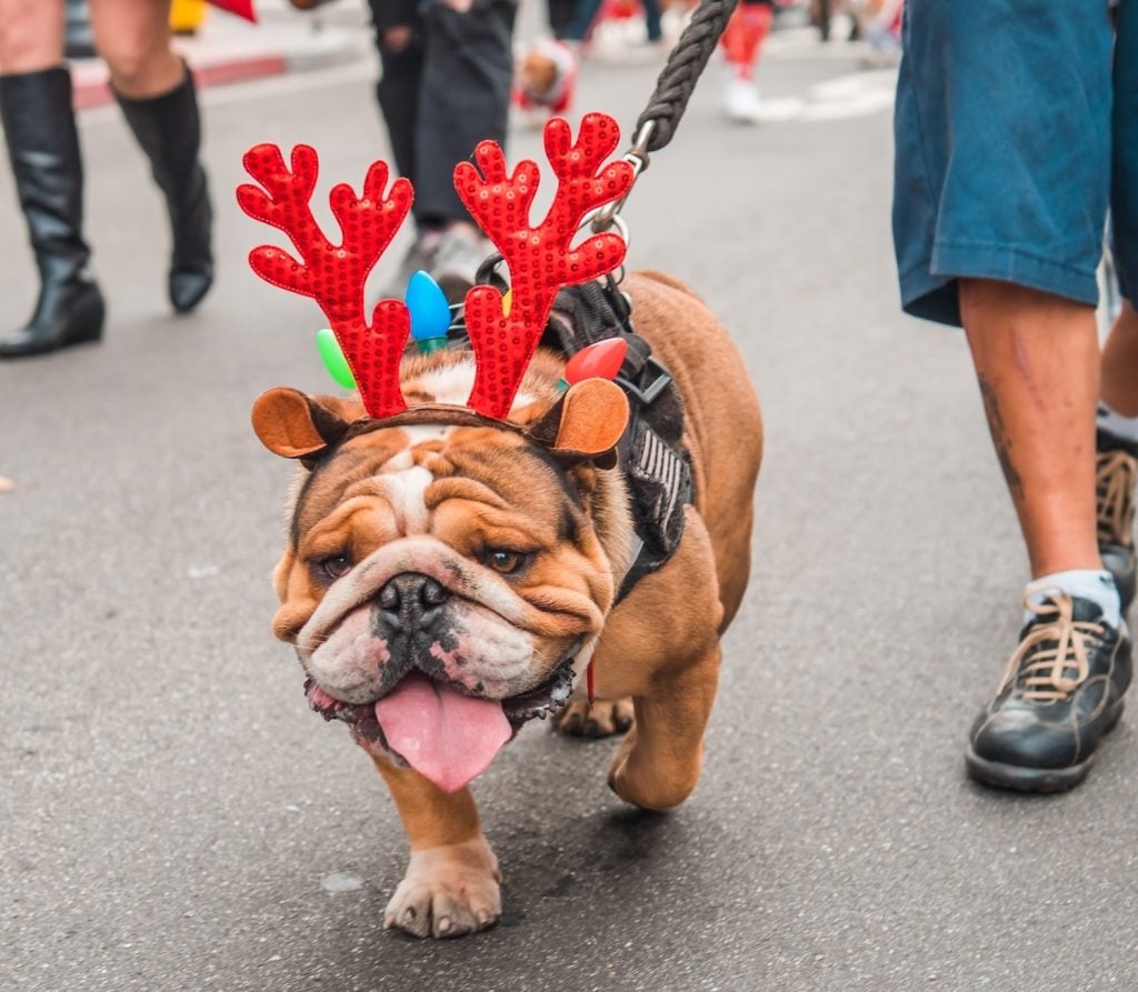 The Gaslamp Pet Parade is one of the best things to do in San Diego during the holiday season.