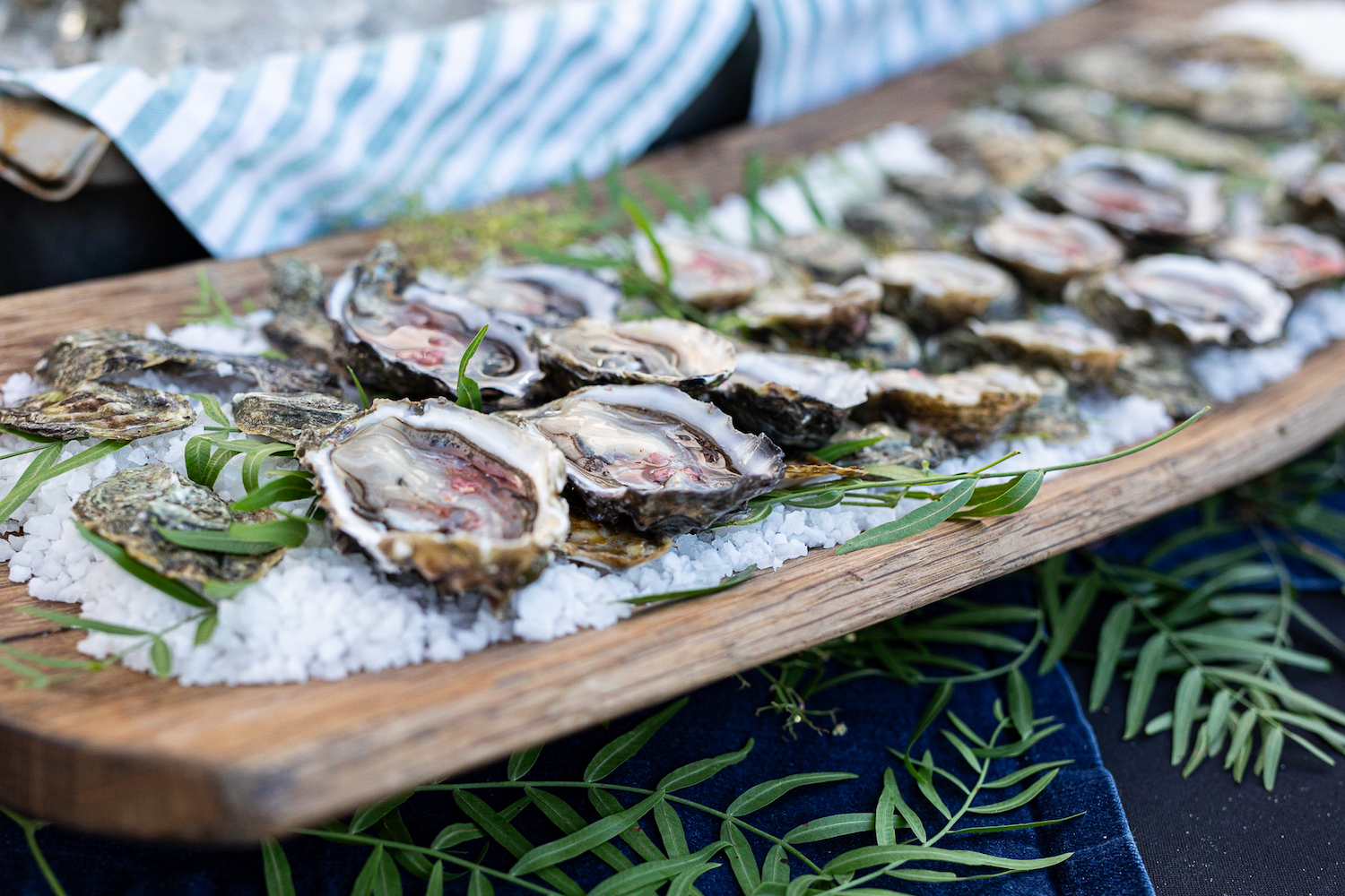 Oysters at the Del Mar Wine + Food Festival 2024 event in San Diego