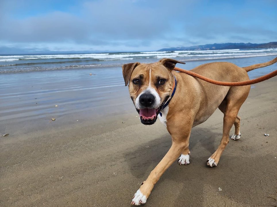 Pitt Bull Rescue walking on the beach from San Diego rescue organization It's the Pits Dog Rescue