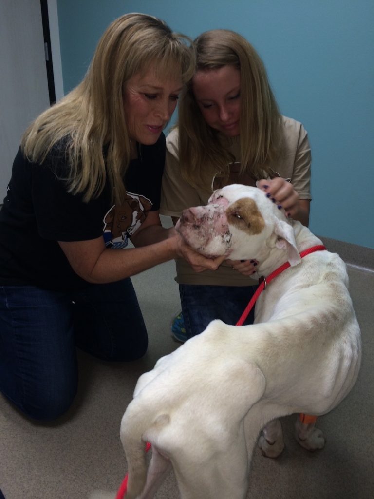 Beth Gruff, founder of It's the Pits, with a rescued pit bull in a veterinarians office
