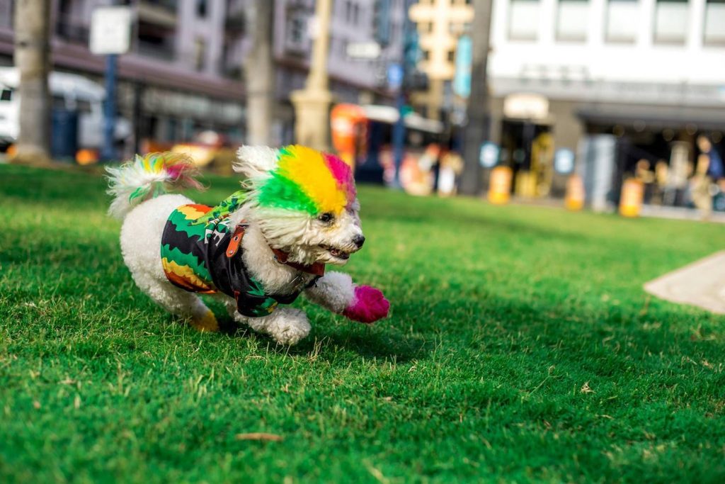 Famous San Diego dog Ali the Rasta Pup, a maltese poodle mix with rasta colored fur running in a park