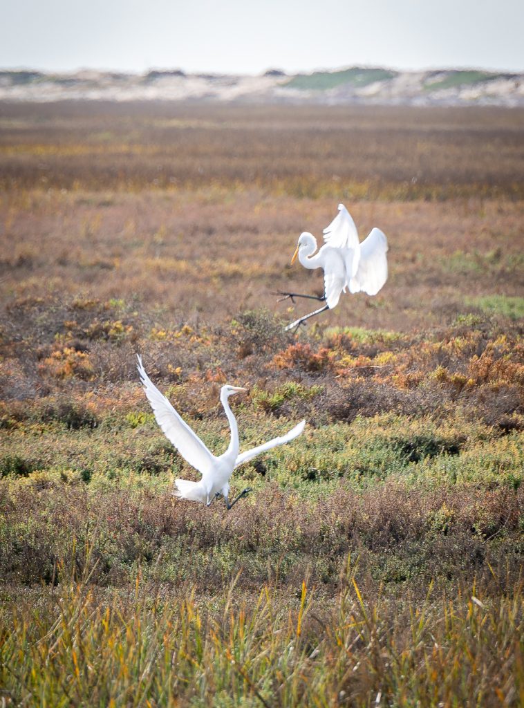 Two egret birds flying by each other at the Tijuana River National Estuary Reserve in Imperial Beach, part of San Diego South Bay