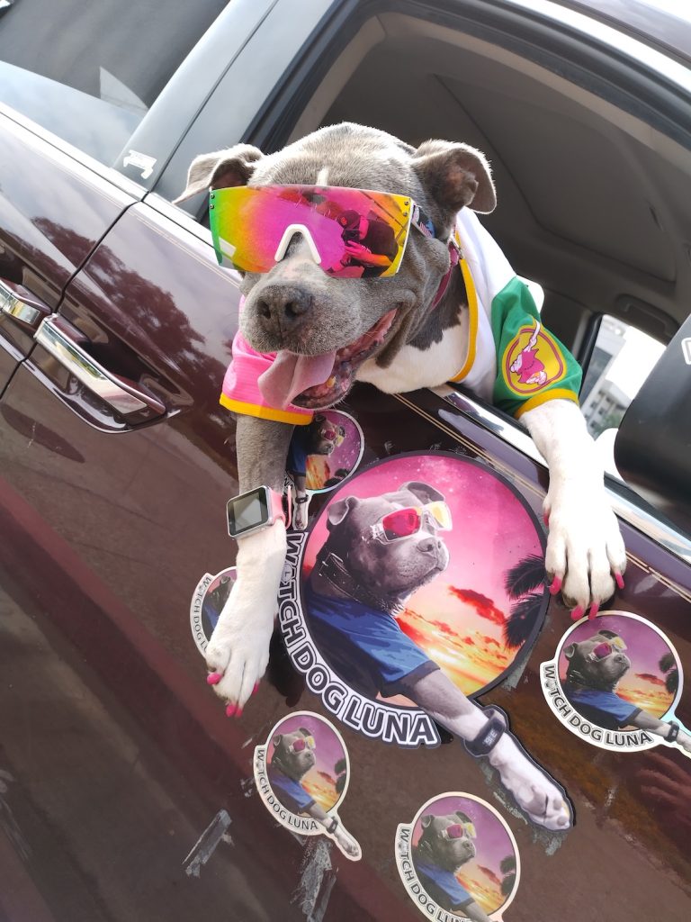 Famous San Diego dog Luna, a pitbull from Ocean Beach that is a popular pet influencer