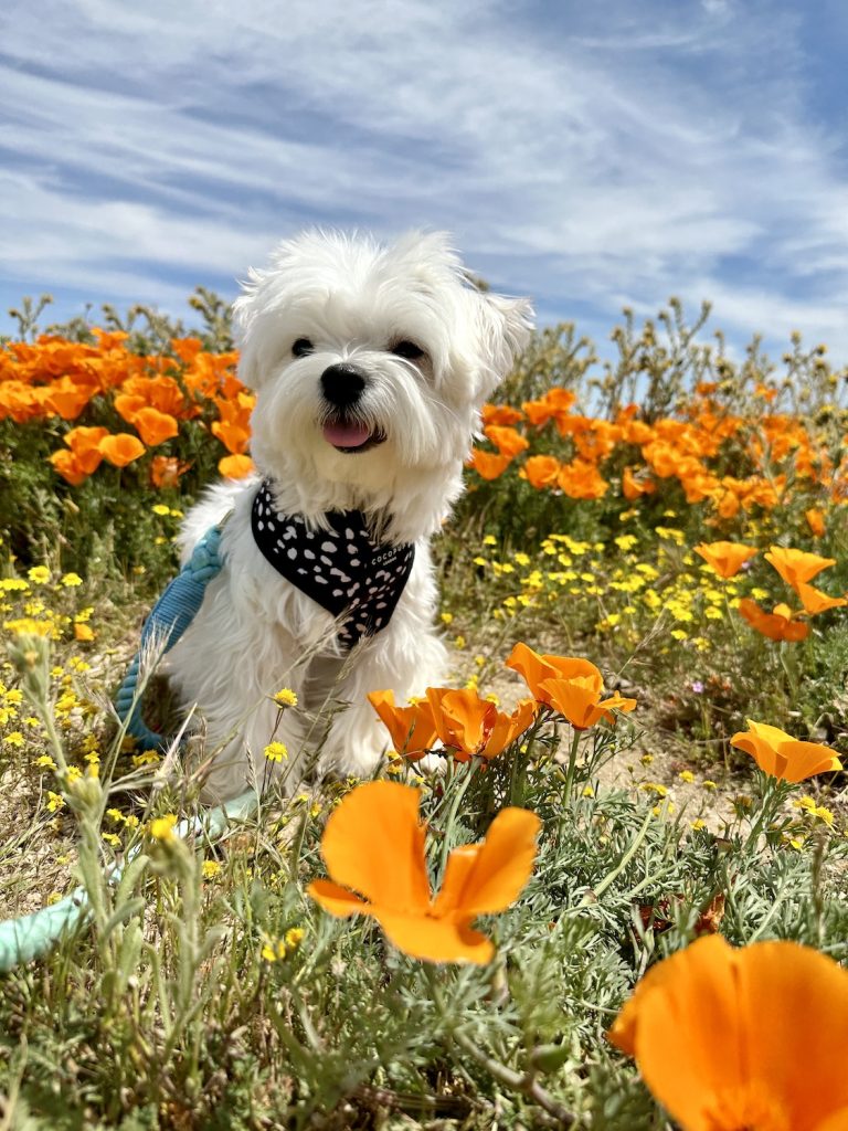 Famous San Diego dog Mochi, a maltese that is a popular pet influencer on Instagram