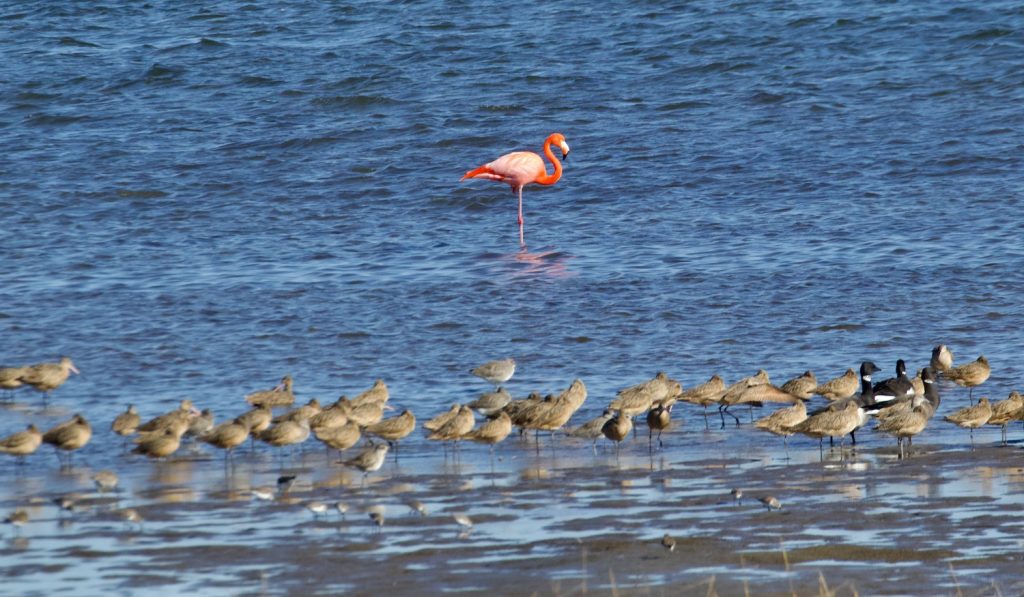 Photo by San Diego photography Randy Dible featuring a lone flamingo in the Coronado Cays surrounded by ducks