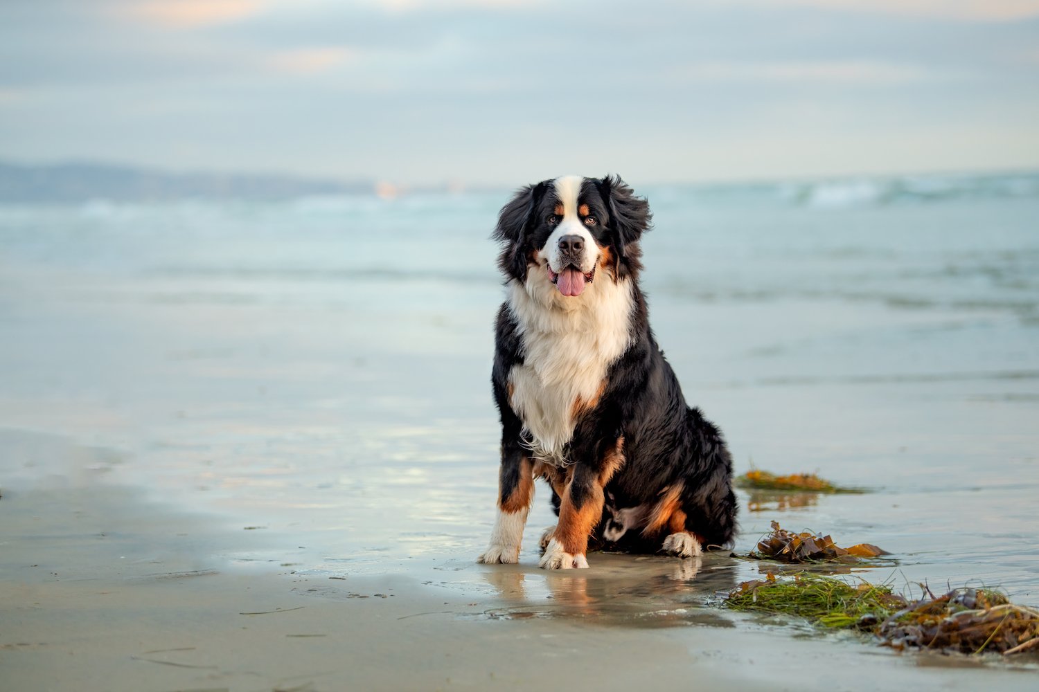Famous San Diego dog Sumo, a Bernese Mountain Dog that is a popular pet influencer