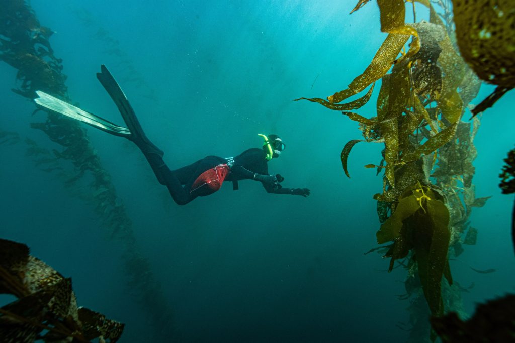 Birch Aquarium's Hold Fast art exhibition from marine scientist Oriana Poindexter, gyotaku artist Dwight Hwang, and Scripps Oceanography PhD student Mohammad Sedara