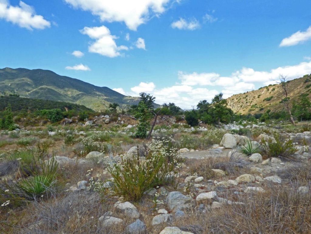 The San Luis Rey riverbed, a popular spot for foraging native plants in San Diego county