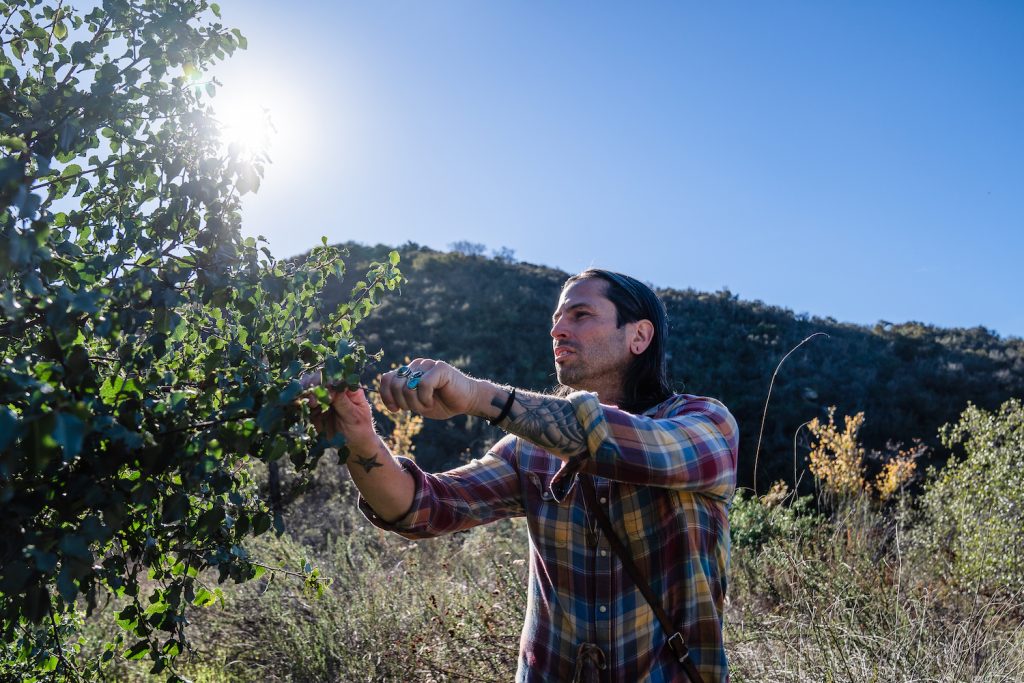 Paul Cannon of the Kumeyaay nation foraging indineous plants including hollyleaf cherry leaves from San Luis Rey riverbead in San Diego