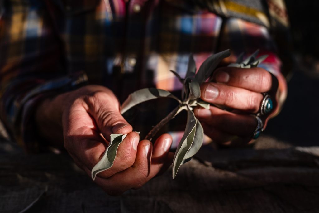 Paul Cannon of the Kumeyaay nation foraging indineous plants including white sage from the San Luis Rey riverbead in San Diego