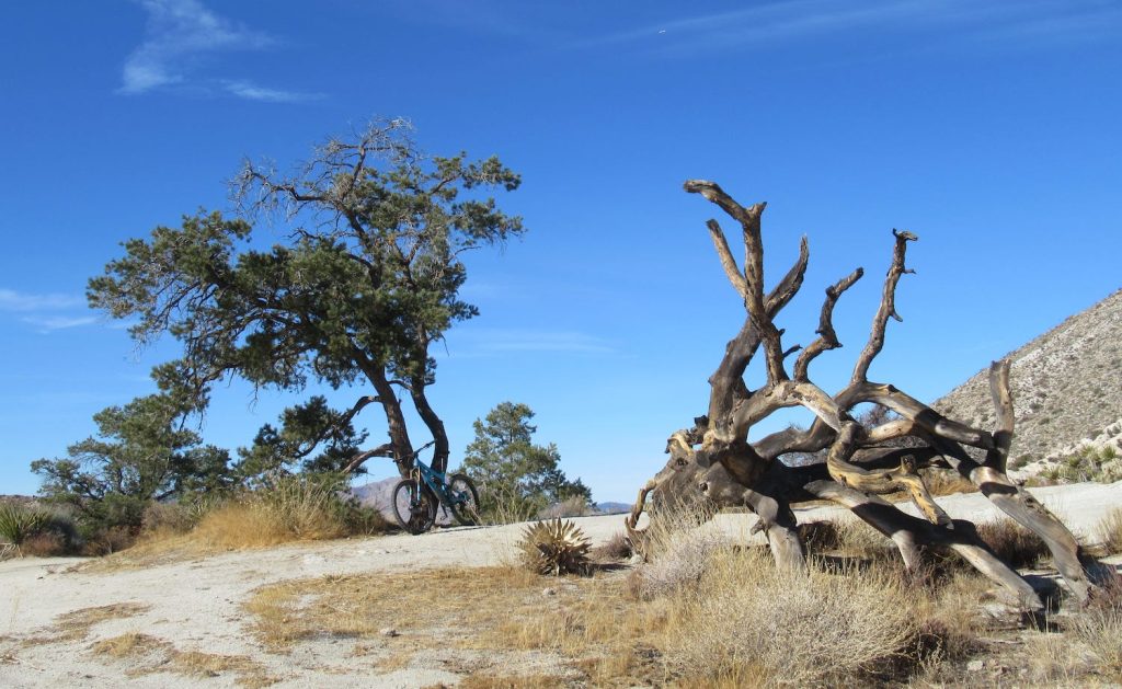 Mountain bike resting against a tree at Pinyon Mountain Road Juniper at Anza Borrego Desert outside of San Diego