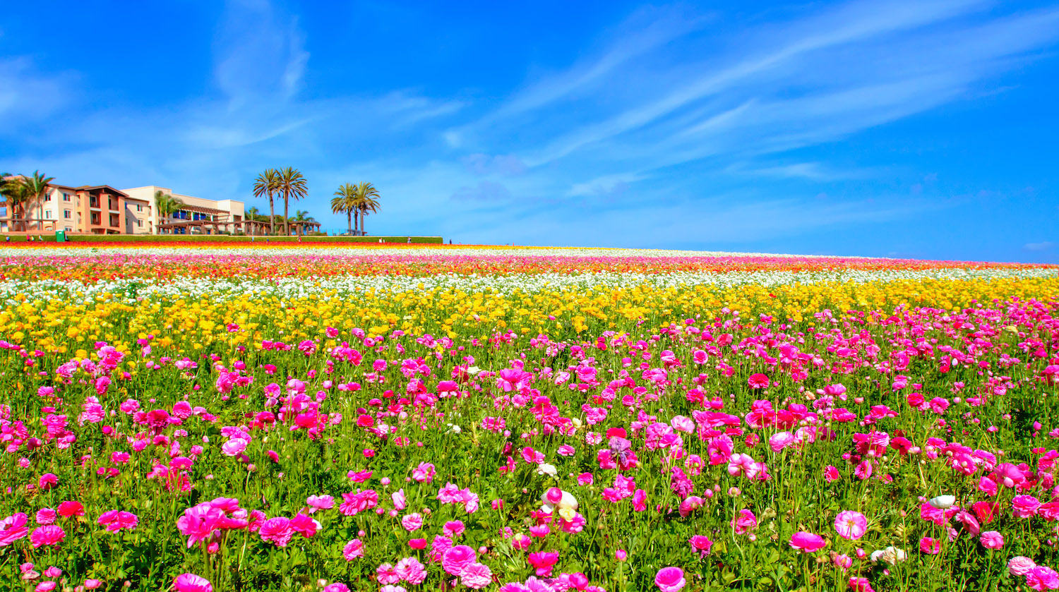 Carlsbad Flower Fields in San Diego during Spring