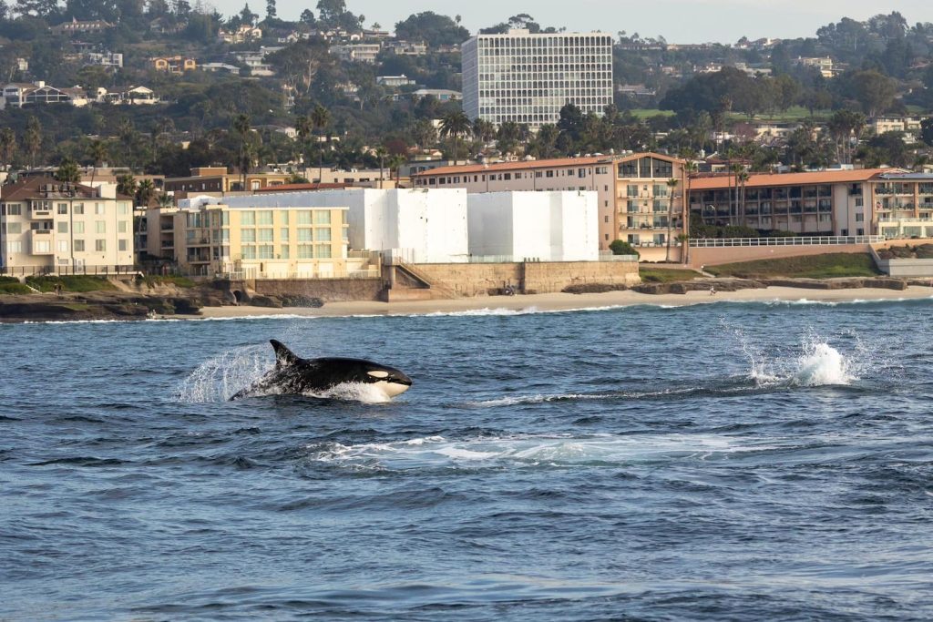 Orca or killer whale hunting dolphins close to the shore of La Jolla, San Diego