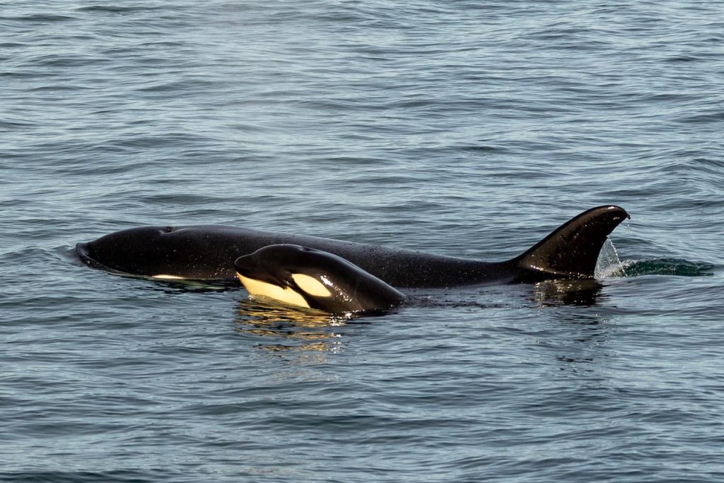 Why San Diego is Experiencing a Surge in Orca Activity