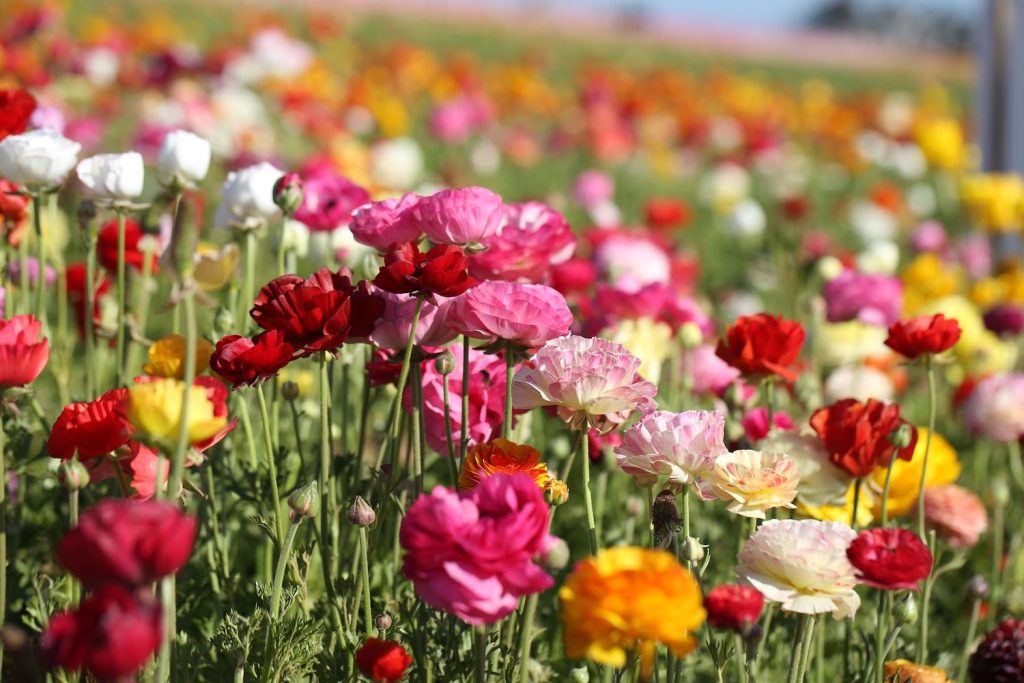 Colorful blooming flowers in the spring at the Flower Fields at Carlsbad Ranch