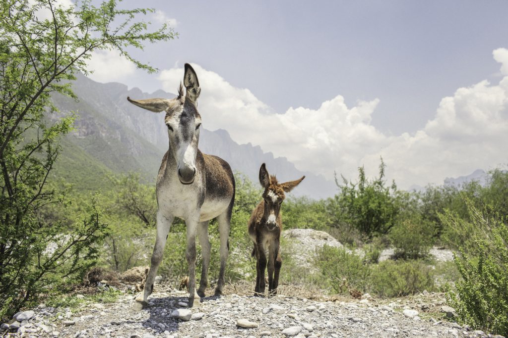 Photographer Andrew Reiner's image of two donkeys in front of clouds and mountain peaks in Oaxaca, Mexico