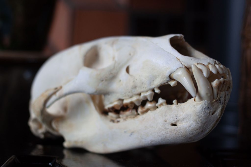 Animal skull from The Gold Dust Collective founders' home in Jamul