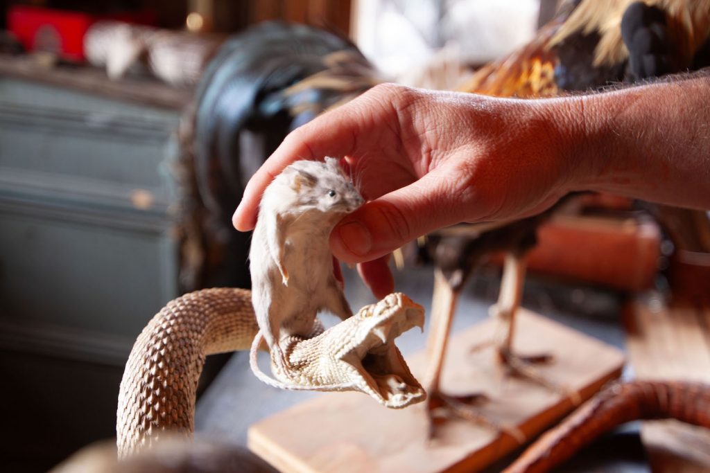Interior of Gold Dust Collective founders home in Jamul featuring a taxidermy mouse riding a snake