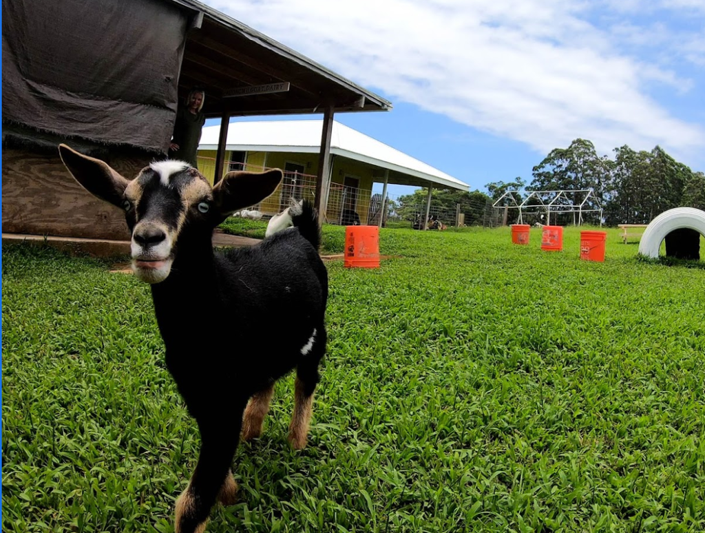 Things to do on the big island of Hawaii including the Honomu Goat Dairy featuring a baby goat