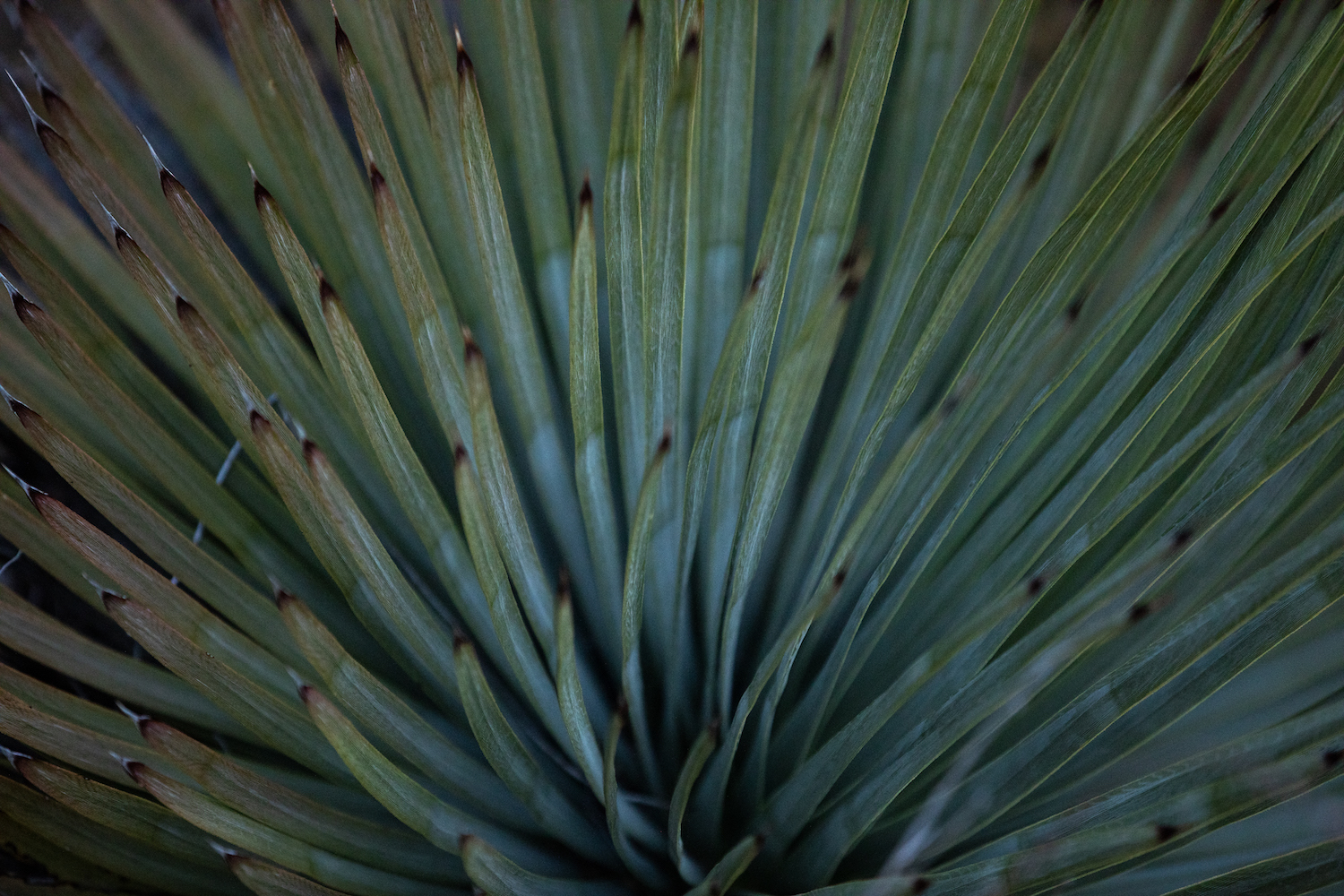 A chaparral yucca in the Cleveland Forest  near Mount Laguna in San Diego