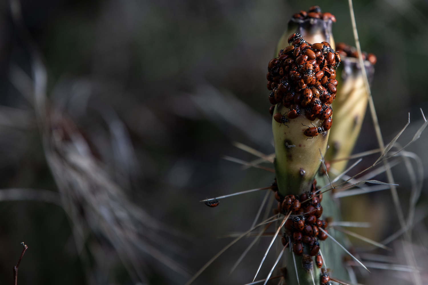 Ladybugs congregate on a prickly pear cactus in the Cleveland Forest outside of San Diego