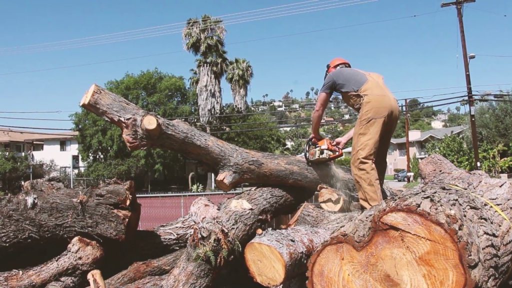 Worker at Urban Timber cutting down reclaimed trees and wood with a chainsaw