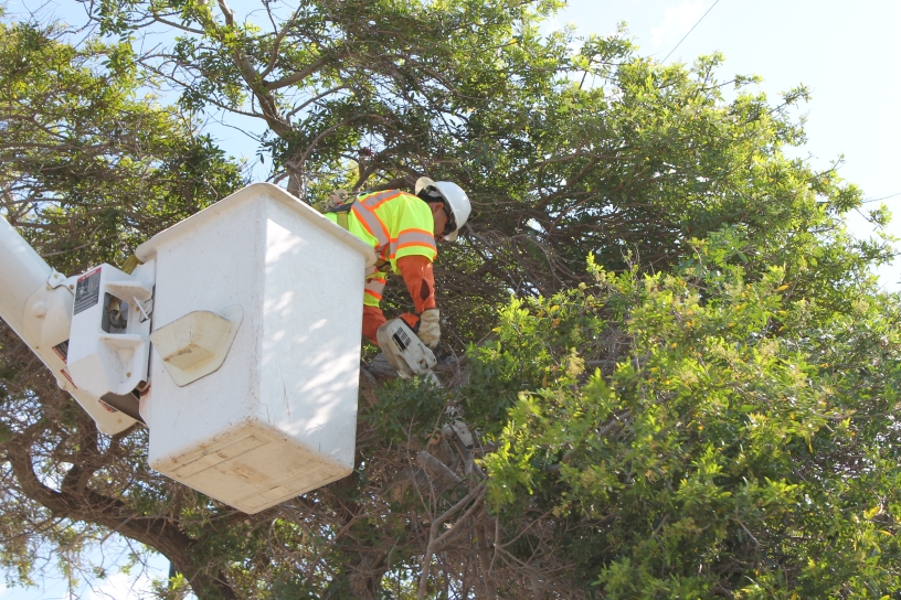 A San Diego city worker taking care of a tree by trimming branches