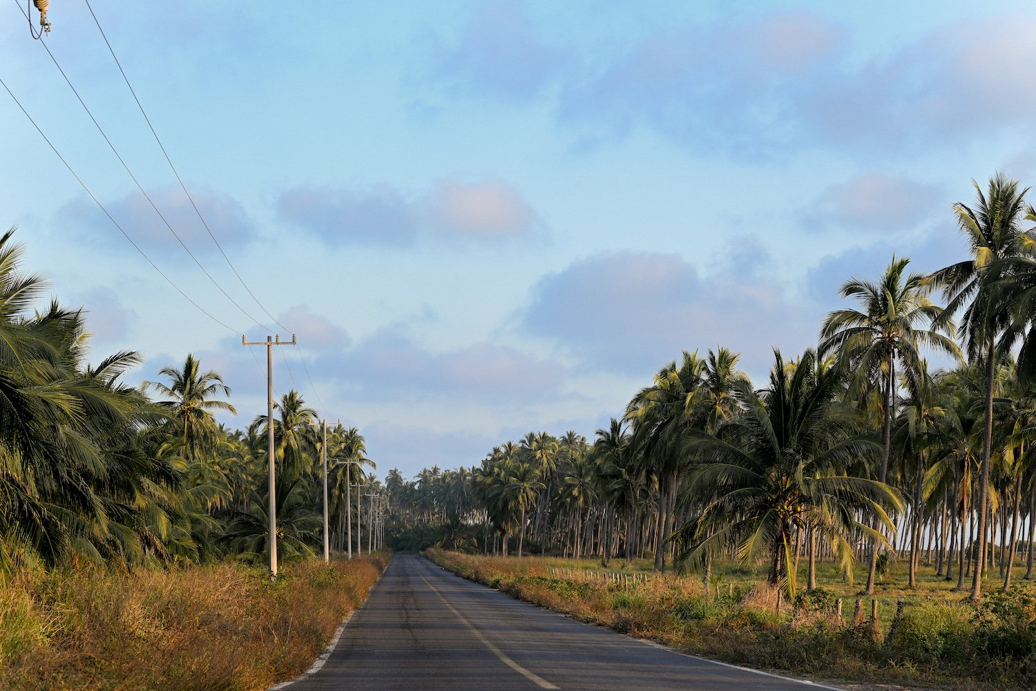 Coconut palm groves along a road in Colima, Mexico