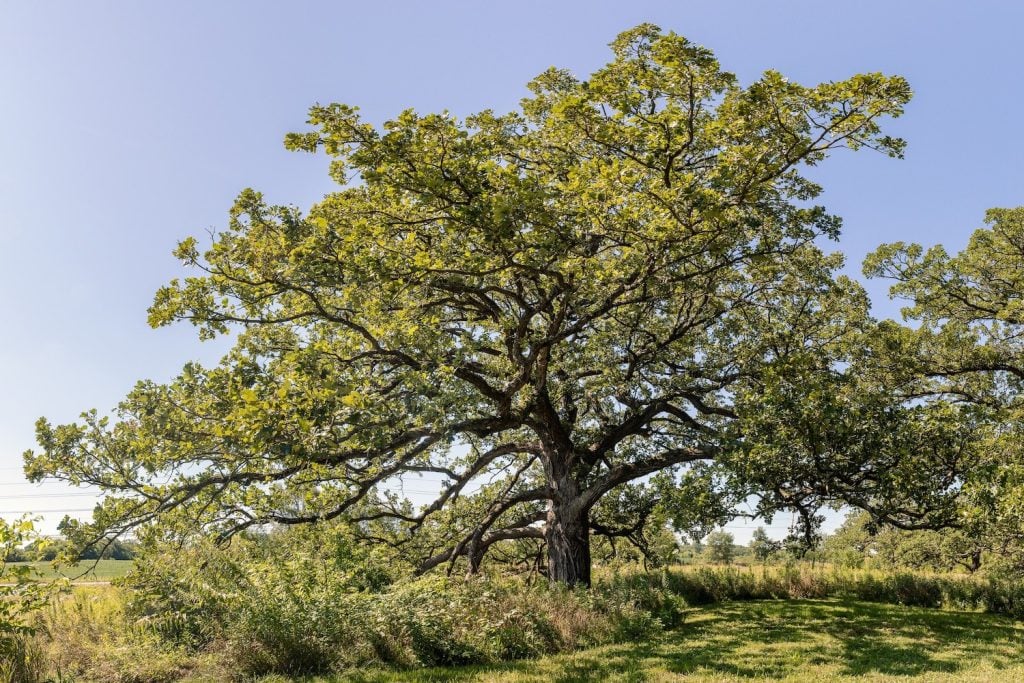 An Arborist's Tips for Tackling 5 Common Tree Problems