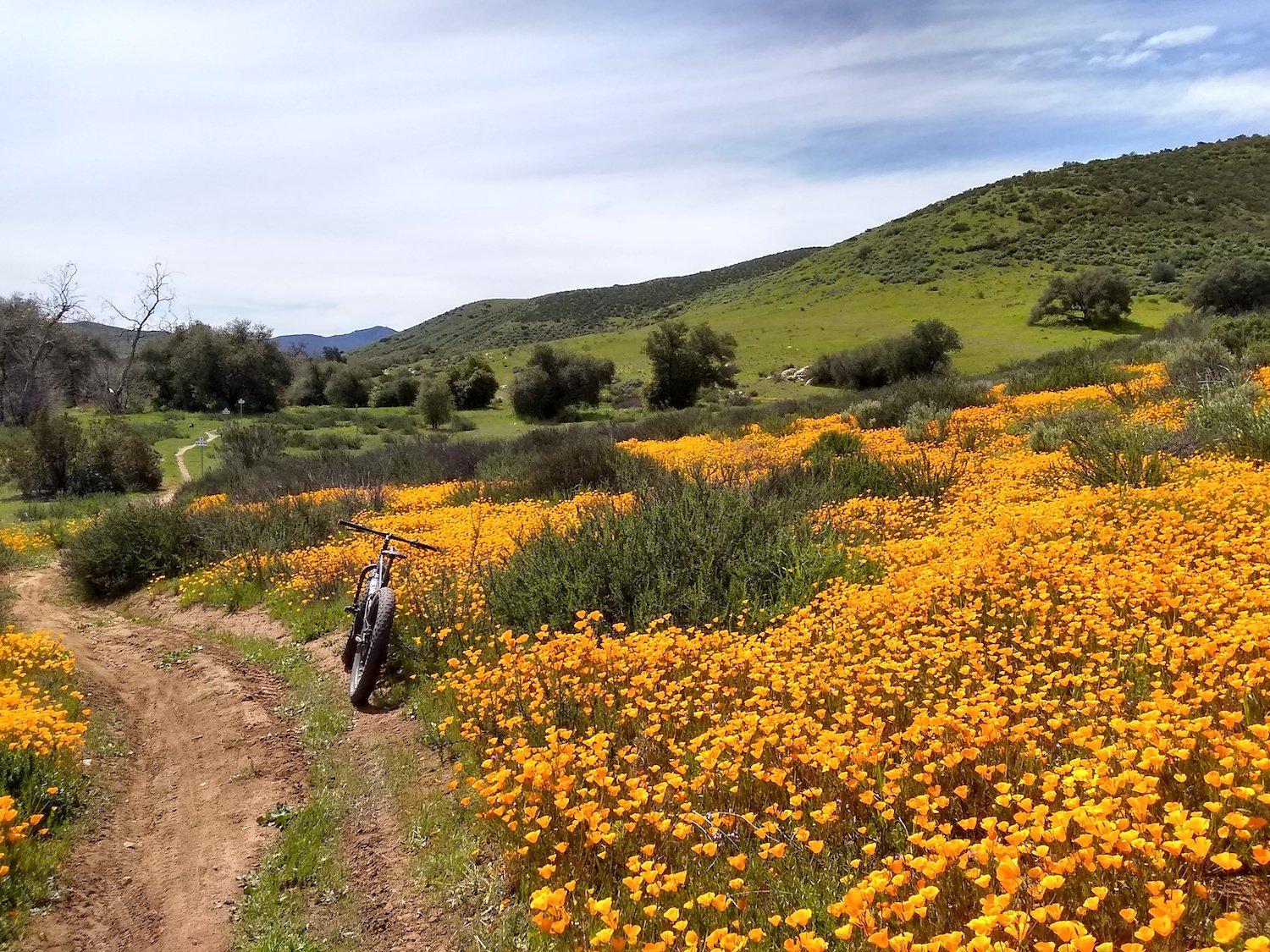 The Stowe Trail in Miramar, San Diego featuring a mountain bike on a trail with blooming wildflowers in the background