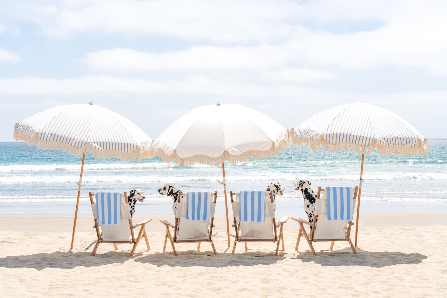 Photo by Gray Malin of dogs sitting on beach chairs at Hotel Del Coronado in San Diego
