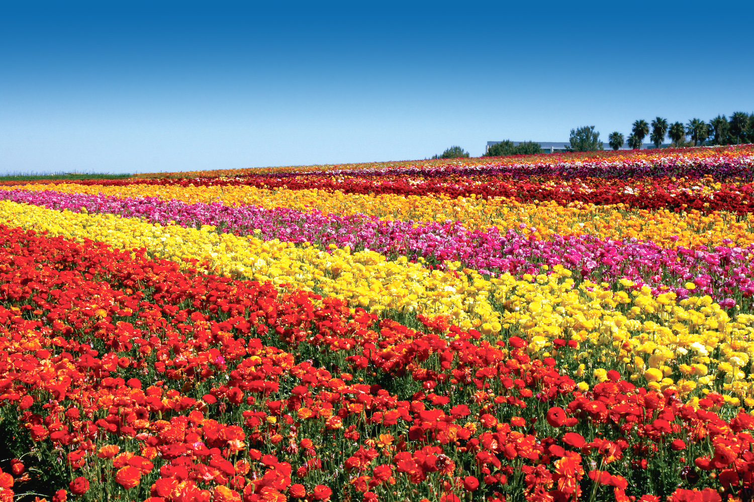 Things to do in San Diego this month of May including the Carlsbad Flower Fields