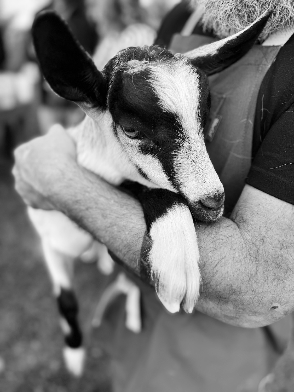 A baby goat from Taj Farms