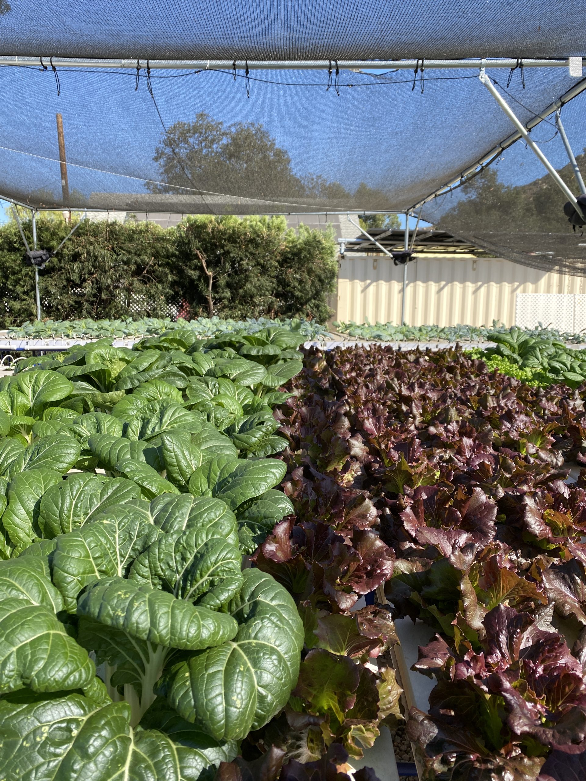 Pala Reservation's new aquaponics farm from Eco Conservation providing   fresh produce and fish in San Diego