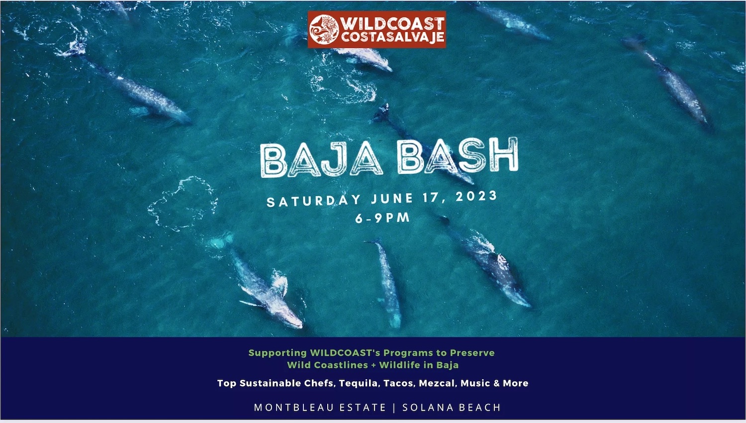 WILDCOAST's 2024 fundraiser dinner Brunch Bash flyer