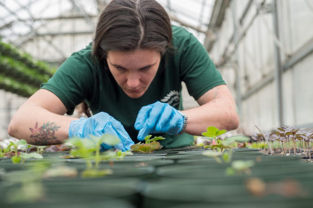 A woman maintaining and caring for plants inside of a greenhouse