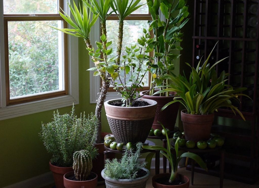 7 Tips & Tricks to Decorating Your Home With Plants