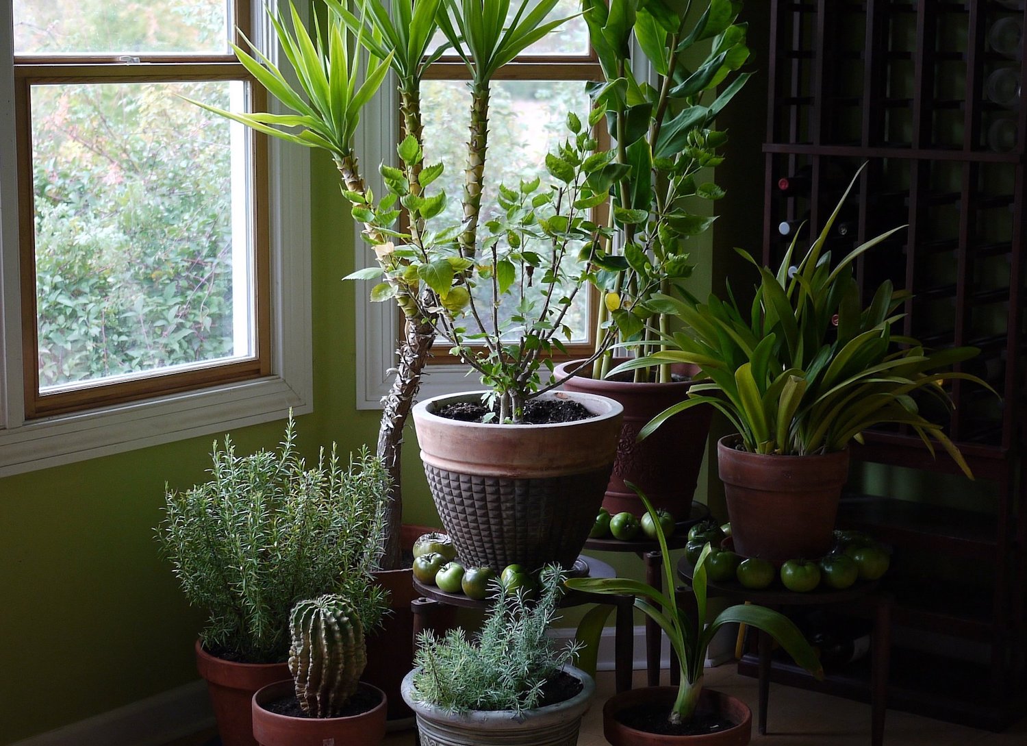A variety of houseplants decorated in someones home