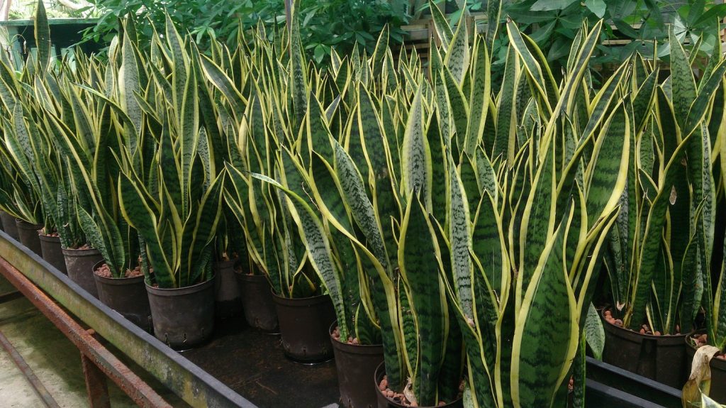 A row of snake plants that are ideal low maintenance plants for new plant enthusiasts